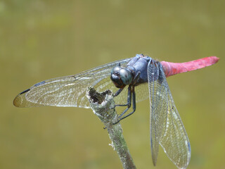 Close up shot of a cute dragonfly