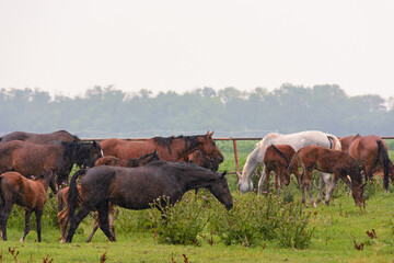A herd of horses grazing in the pasture in the rain