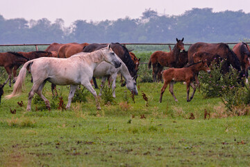 A herd of horses walks across the field in the rain, among them one white horse and several foals
