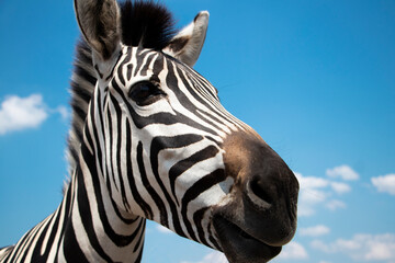 mise au point sélective. Nez, museau, gros plan .Cape mountain zebra contre le ciel. Equus zebra dans son habitat naturel. Réserve nationale de zèbres Askania Nova. Portrait de zèbre joyeux. espace pour le texte.