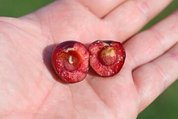 Rhagoletis cerasi is a species of tephritid fruit fly known by the common name cherry fruit fly. It...