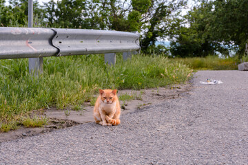 Sad ginger cat sits on the side of the road