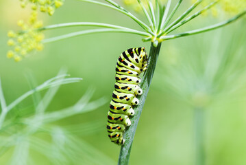 Caterpillar of  Anise Swallowtail, Papilio machaon butterfly on dill plant