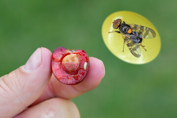 Rhagoletis cerasi is a species of tephritid fruit fly known by the common name cherry fruit fly. It...
