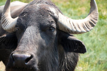 Naklejka premium selective focus. nose, muzzle, close. buffalo head close up. The buffalo looks at the camera. Bison portrait. High quality photo