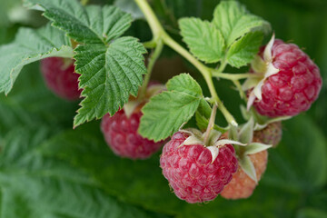 branch of raspberries with leaves on a natural background