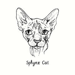 Sphynx Cat face portrait. Ink black and white doodle drawing in woodcut style.