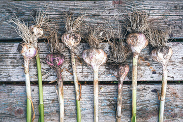 Several fresh garlic plants with roots are dried on a wooden bench. The boards have a distinct old wood texture. There are remnants of earth on the plants. Background. Texture.