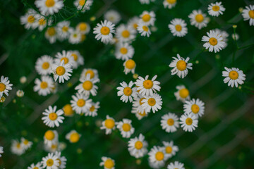 many small field daisies on the background of grass