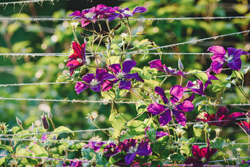 Purple clematis flowering on hempstring plant support in the garden
