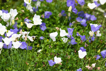 Obraz na płótnie Canvas Blue and white Carpathian harebell flowers in the garden, Campanula carpatica