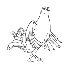 black and white bird capercaillie capercaillie bird vector sketch
