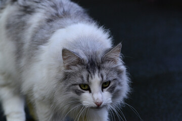 schwarz-weisse Katze im Garten