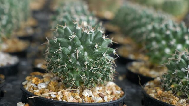 Green prickly cactus Gymnocalycium or Goloden Echinopsis calochlora cactus closeup, Succulent plant of small cactus in pot on sun light nature background. Desert Hedgehog cactuses at greenhouse farm.