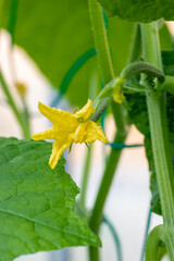 Blüte einer Gurkenpflanze 