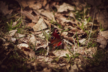 butterfly