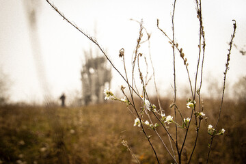 grass in the morning