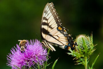Honeybees and Swallowtail Butterfly on Thistle, Shenandoah National Park, Virginia, USA
