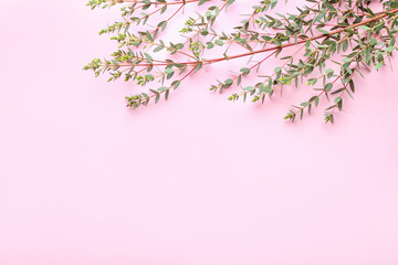 Green eucalyptus branches on color background
