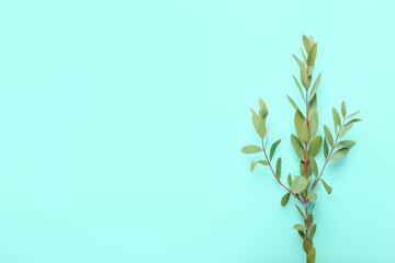 Green eucalyptus branches on color background