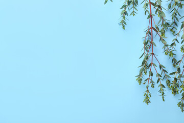 Green eucalyptus branches on color background