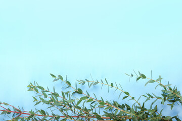 Green eucalyptus branches on color background