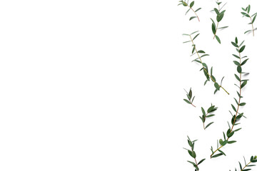 Green eucalyptus branches on white background