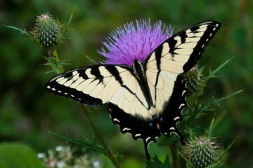 Eastern Tiger Swallowtail Butterfly on Thistle, Shenandoah National Park, Virginia, USA