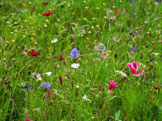 Wild Flower Jungle