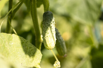 young cucumber grows on a bush in the garden, agriculture