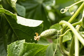 cucumber flower young embryo on a bush in the garden, agriculture.