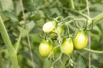 green young tomatoes grow on a bush in the garden