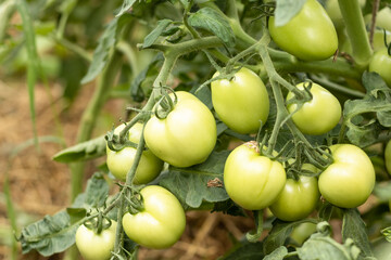 green young tomatoes grow on a bush in the garden