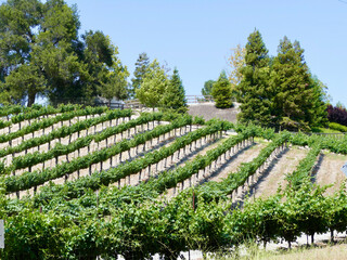 rows of vines on a rolling hillside at the winery