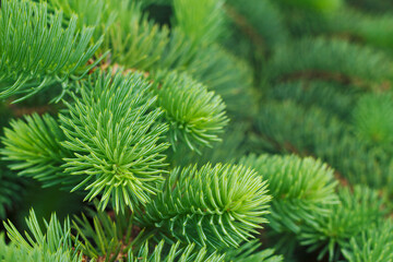 Close up of fir tree needles. Green Christmas tree with copy space. Textured holidays background.