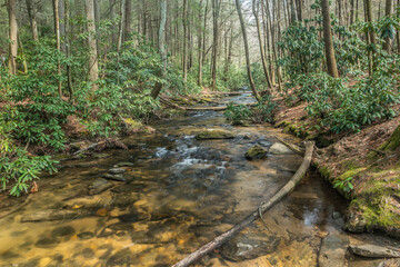 Creek flowing through the woodlands
