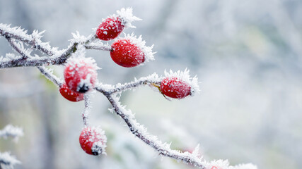 Frost-covered red rose hips on a bush with a blurred background