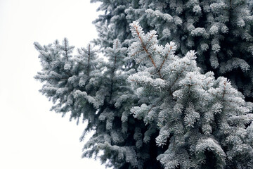 Frost-covered spruce branches on a light background