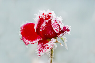 Frost-covered red rose on a light blue background