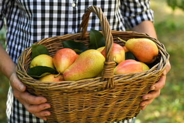 Wicker basket with pears, in the hands of a woman farmer. Harvesting, harvest. Selective focus.