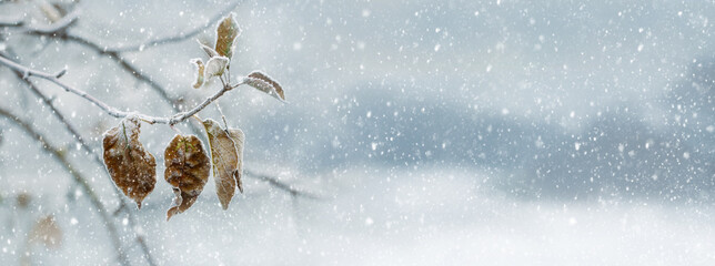 Snowfall in the garden. Tree branch with dry leaves during snowfall, panorama
