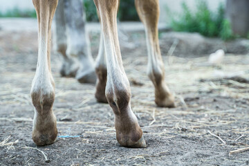 Photo of foal legs close-up from behind