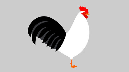 Rooster. White rooster, close-up, side view. Alive domestic bird. Mascot cockerel. Farm poultry in minimalistic style. Realistic illustration of fowl. Modern vector illustration.