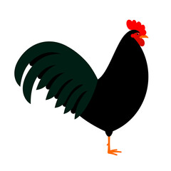 Rooster. Black rooster, close-up, side view. Alive domestic bird. Mascot cockerel. Farm poultry in minimalistic style. Realistic illustration of fowl. Modern vector illustration.