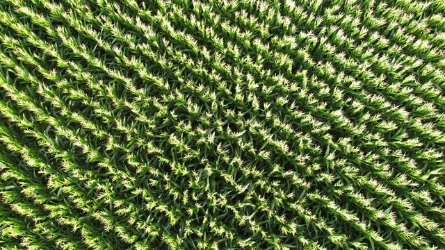 Drohnenaufnahme, Maisfeld mit Bl&uuml;ten