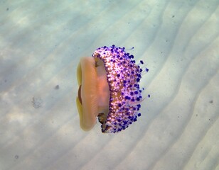 Purple jellyfish in the sea against the background of sand. Jellyfish underwater in the open sea....