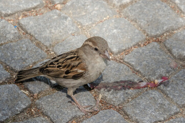 Spatz auf Straßenpflaster