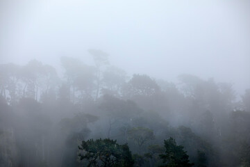 Morning Coast Fog 2