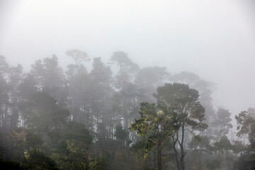 Morning Coastal Fog 3