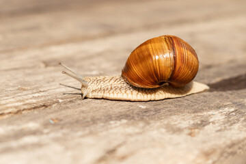 grape snail crawling in the sun on a wooden background